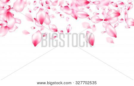 Japanese Cherry Blossom Pink Flying Petals Windy Blowing Background. Isolated Flower Parts Wedding D