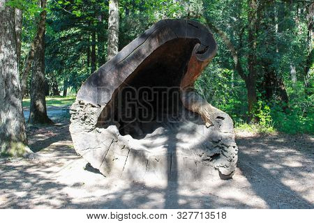 View Of A Fallen Redwood Tree With Big Hole Inside