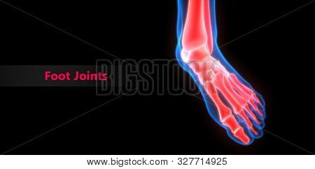 3d Illustration Of Human Skeleton System Foot Joints Anatomy