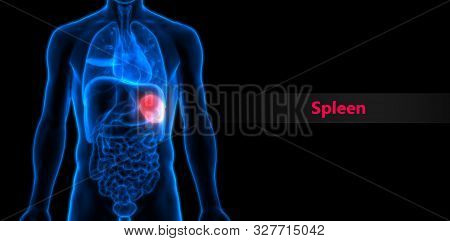 3d Illustration Concept Of Human Internal Organ Spleen Anatomy