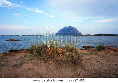 Flowers growing on sand of beach in Porto San Paolo, Sardinia, Italy. View to Tavolara island. 
