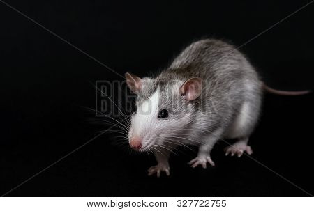 Young Gray Rat Isolated On Dark Black Background. Rodent Pets. Domesticated Rat Close Up. The Rat Is