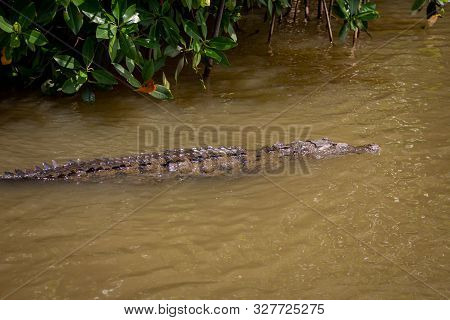 American Crocodile, Crocodylus Acutus, In Swamp Water In Black River, Jamaica