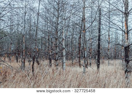 Dead Pine Forest. Zone Of Radiation Contamination. The Techa River, Chelyabinsk Region, Russia. Hori