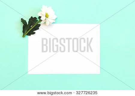 White Chrysanthemum With Copy Space On A Mint Background