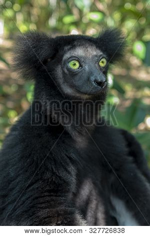 Beautiful Image Of The Indri Lemur - Indri Indri. Portrait, Wild Nature Madagascar.