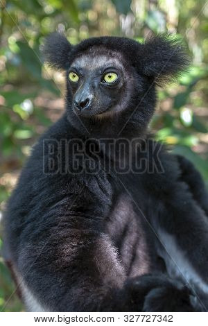 Beautiful Image Of The Indri Lemur - Indri Indri. Portrait, Wild Nature Madagascar.