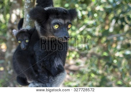 Beautiful Image Of The Indri Lemur - Indri Indri. Together With The Baby.wild Nature Madagascar.