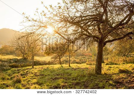 Orchard Meadow In Autumn In Southern Germany