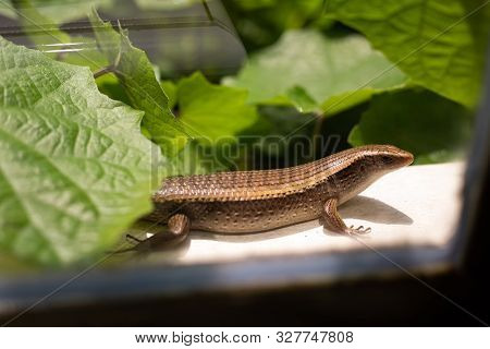 Skink Holding On The Window Of Garden House And Looking To Camera (scincidae, East Indian Brown Mabu