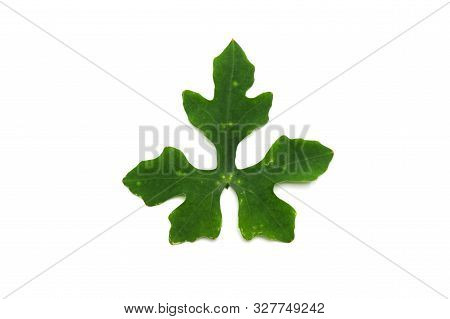 Green Nature Leaf On White Background. Ivy Gourd Leaves.( Coccinia Grandis (l.) Voigt,cucurbitaceae)