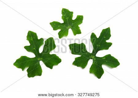 Collection Of Green Nature Leaves On White Background. Ivy Gourd Leaves.( Coccinia Grandis (l.) Voig
