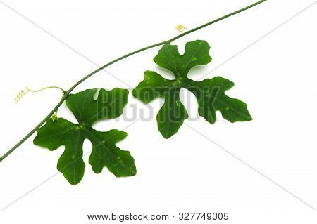 Green Nature Leaves And Branche On White Background. Ivy Gourd Leaves.( Coccinia Grandis (l.) Voigt,