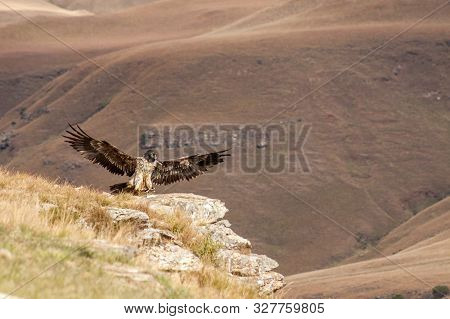 Endangered Bird Of Prey, Lammergeier, Bearded Vulture, In The Drakensberg, Giants Castle, Kwazulu Na