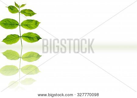 Rangoon Creeper Or Chinese Honeysuckle Or Madhu Malti Or Combretum Indicum Vine Plant's Leaves Isola