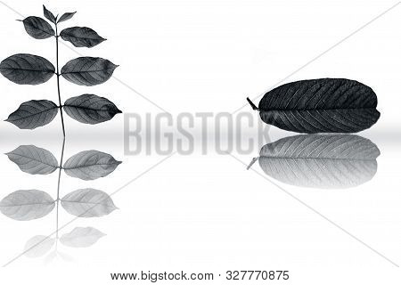 Rangoon Creeper Or Chinese Honeysuckle Or Madhu Malti Or Combretum Indicum Vine Plant's Leaves Along