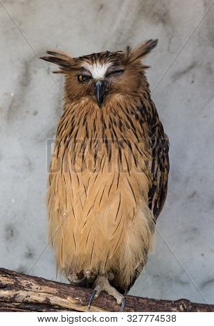 Portrait Of Angry Frightened Buffy Fish Owl, Ketupa Ketupu, Also Known As The Malay Fish Owl, Awaken
