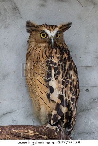 Portrait Of Angry Frightened Buffy Fish Owl, Ketupa Ketupu, Also Known As The Malay Fish Owl, Awaken