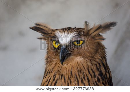 Portrait Of Angry Frightened Buffy Fish Owl, Ketupa Ketupu, Also Known As The Malay Fish Owl, Awaken