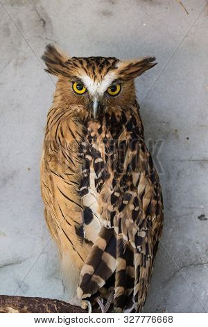Portrait Of Angry Frightened Buffy Fish Owl, Ketupa Ketupu, Also Known As The Malay Fish Owl, Awaken