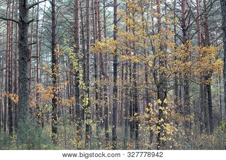 Beautiful Bright Calm Autumn Forest In Sunny Day