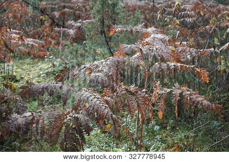 Brown Dray Leaves Of Forest Fen In Autumn Forest