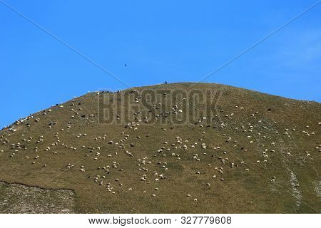 National Park Of Abruzzo, Lazio And Molise - High Altitude Grazing Of Sheep And Goats