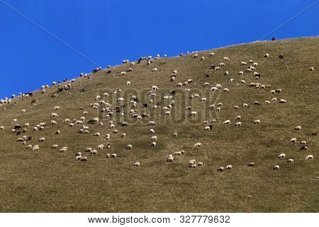 National Park Of Abruzzo, Lazio And Molise - High Altitude Grazing Of Sheep And Goats