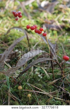 Red Berry On Stick After Bloom Of Lilly Of The Valley