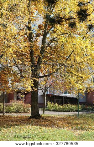 Beautiful Path Through Autumn Park In Golden Foliage