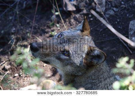 The Wolves In The Wildlife Area Of Civitella Alfedena
