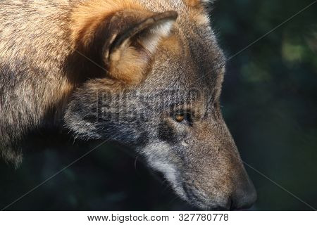 The Wolves In The Wildlife Area Of Civitella Alfedena