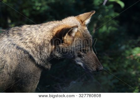 The Wolves In The Wildlife Area Of Civitella Alfedena