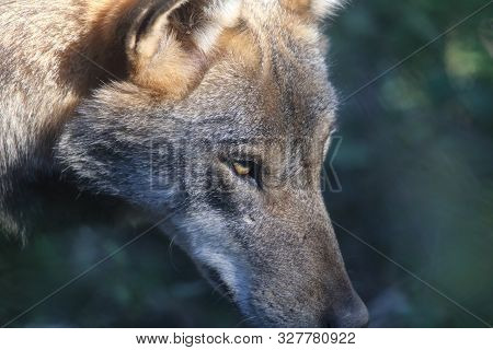 The Wolves In The Wildlife Area Of Civitella Alfedena