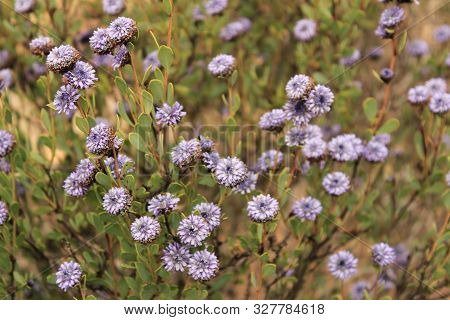 Purple Globularia Cordifolia Flowers In The Mountain In Albacete, Spain
