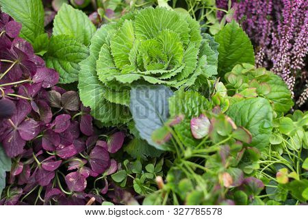 Autumn Composition Bouquet With Green And Voplet Plants. Closeup. Harvest, Fall, Colour, Green And V