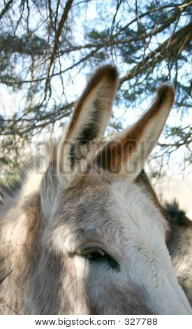 En Burros öron