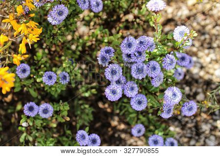 Purple Globularia Cordifolia Flowers In The Mountain In Albacete, Spain