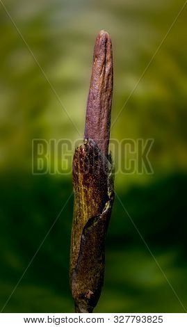 Amorphophallus Konjac, Flower Bud, Selective Focus, In Nature