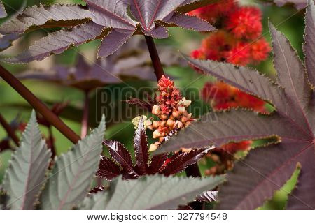Close-up Of Ricinus Communis With Red Flowers