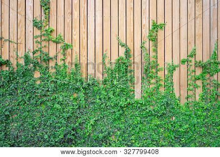 The Wall Is Made Wood. There Are Creepers On The Left Wall. This Wall Is Popular In English Style. A