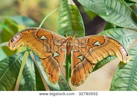 Lorquini motýla Attacus