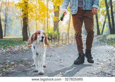 Well Behaved Family Dog At A Walk In The Park. Man Walks His Spaniel On The Leash Outdoors