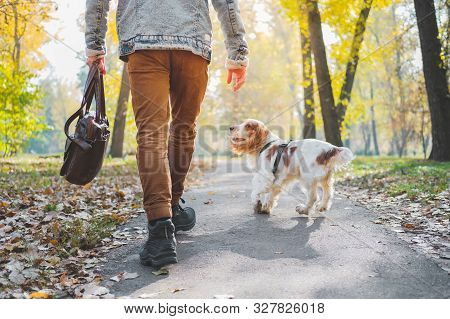 Well Trained Companion Dog Going Without A Leash In The Urban Park. Spaniel Walks Together With Owne