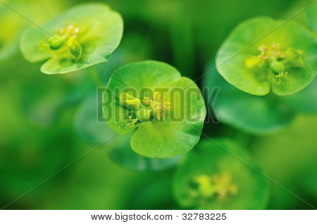 Euphorbia Amygdaloides