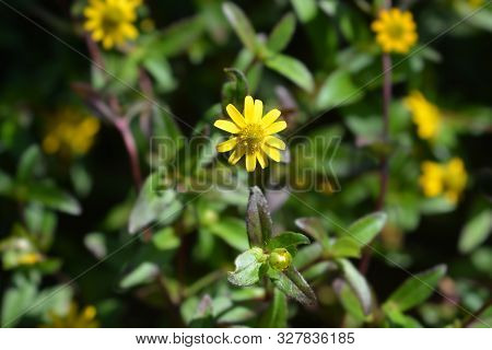 Mexican Creeping Zinnia Yellow Flowers - Latin Name - Sanvitalia Procumbens