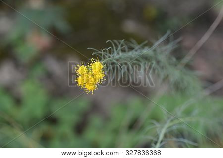 Goldilocks Aster Yellow Flowers - Latin Name - Galatella Linosyris