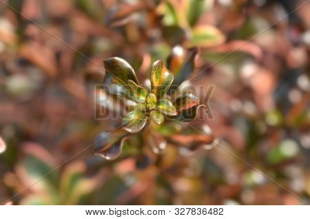 Looking-glass Plant Rainbow Surprise Leaves - Latin Name - Coprosma Rainbow Surprise
