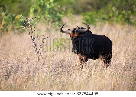 Lone Blue Wildebeest Grazing In Long Brown Grass And Green Schrubs
