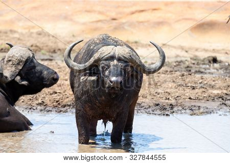Cape Buffalo Cool Down In Muddy Pond On A Hot Day
